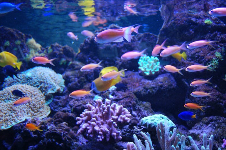 Океанариум