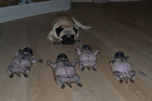 Масленица:)