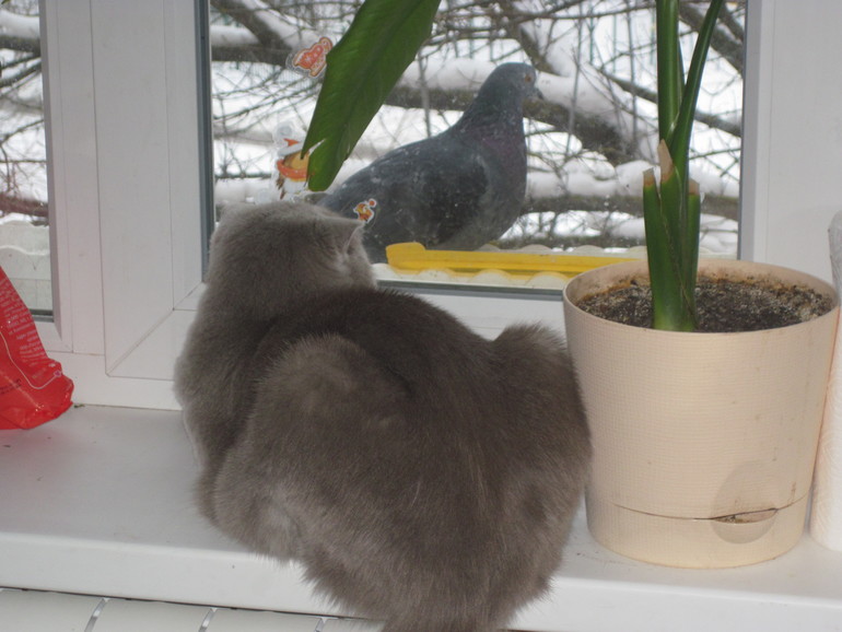 Телевизор для котэ