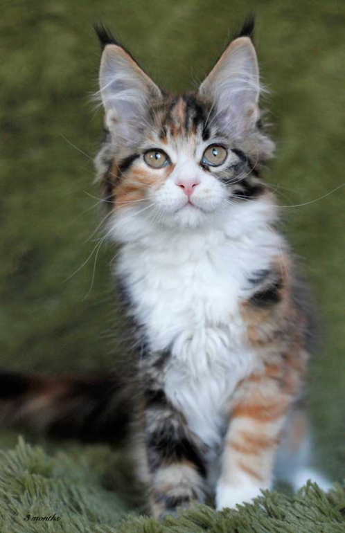 Мимимих растёт