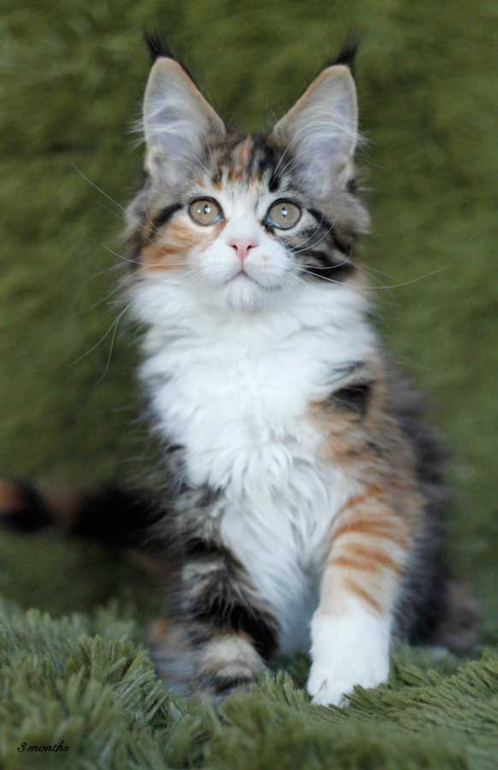 Мимимих растёт