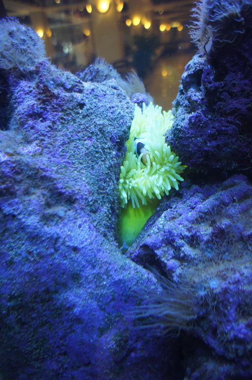 Club Hotel Turan Prince World 5* в мае