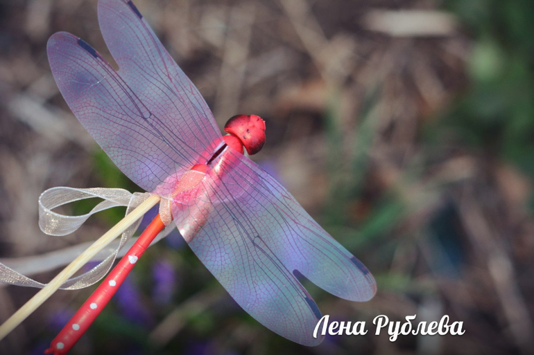 Фиалочка и стрекозка :)
