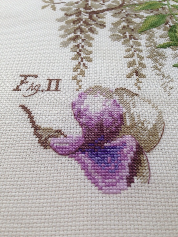 Глициния DFEA