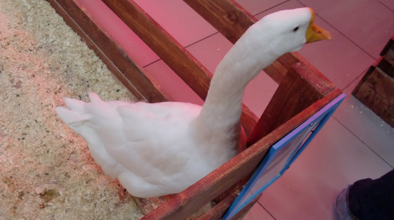 Контактный зоопарк на Тушинской (2г 5 мес)