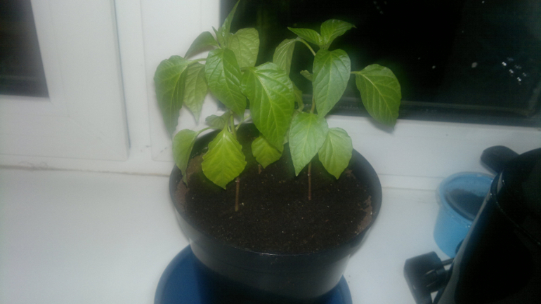 мои растюхи, не все