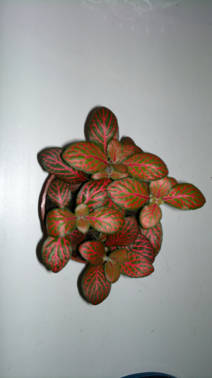 мои растюхи, не все