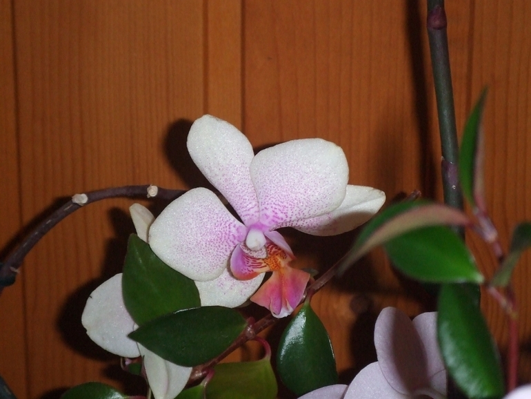 Мои любимочки