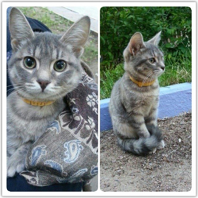 Кошка ищет дом (Москва)