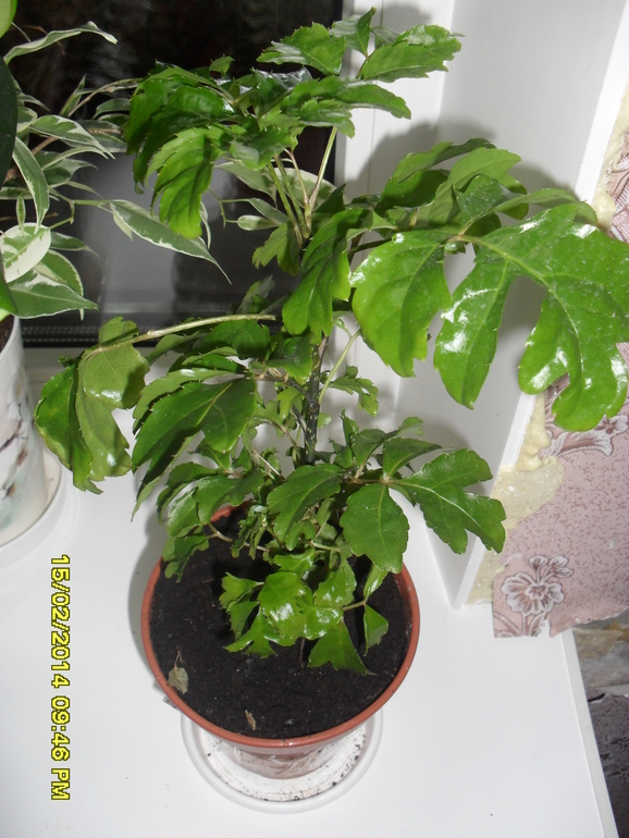 Помогите опознать.