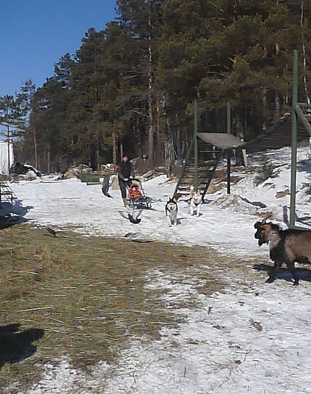 В гостях у Хаски