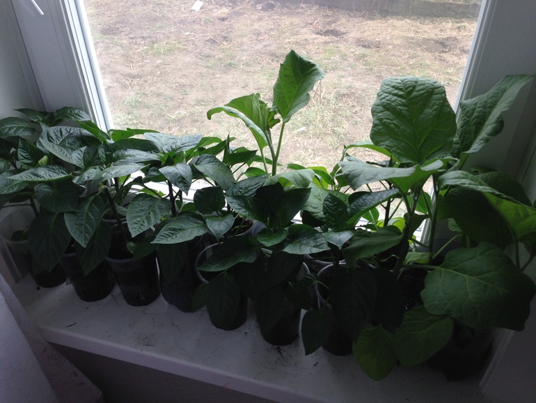 Мои перчики и боклажанчики!