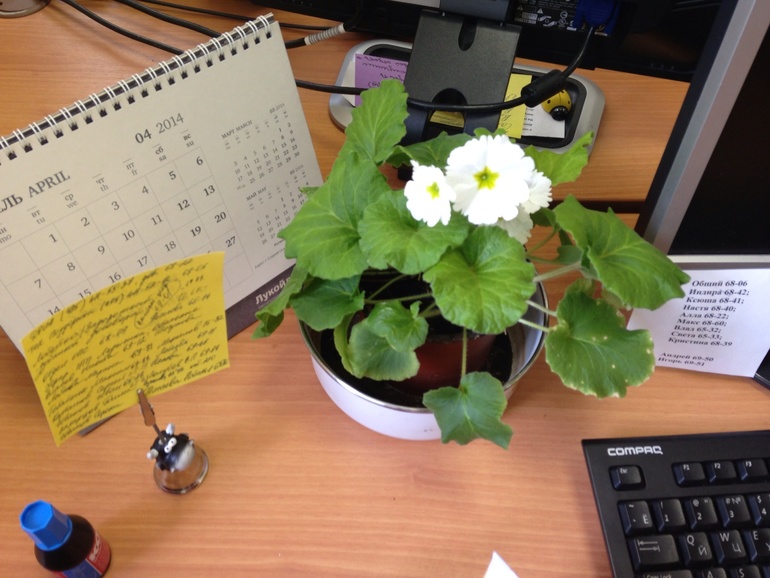 Что за цветочек?