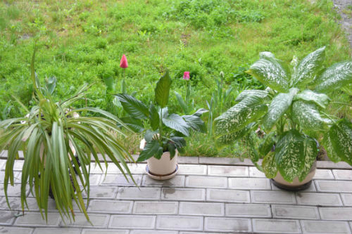 У меня цветущая весна!:)