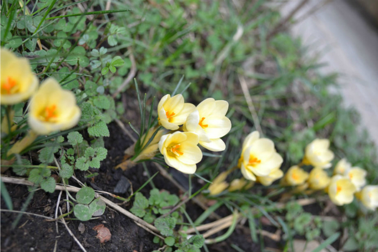 Вестники весны!