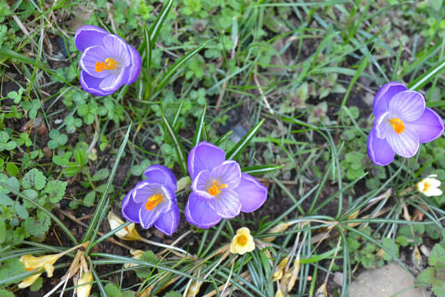 А я опять с крокусами :)