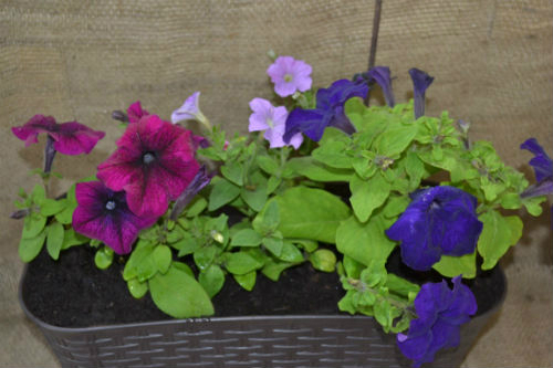 У меня цветущая весна!:)