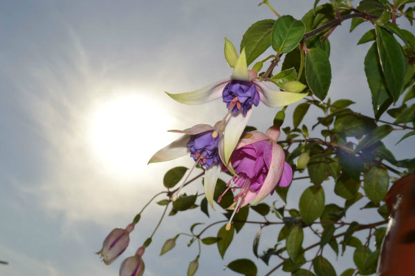 Я опять с цветами.