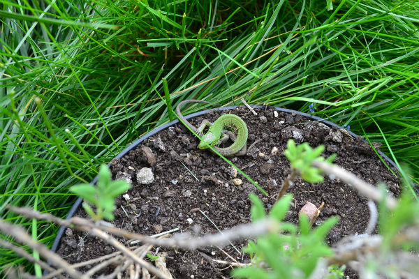 Я опять с цветами.