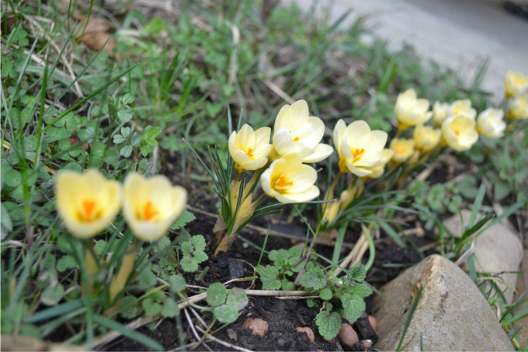 Вестники весны!