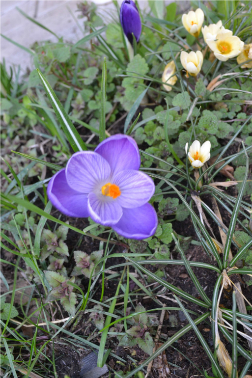 А я опять с крокусами :)