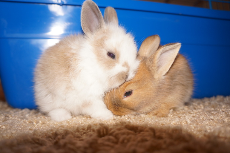 Вот что мы выбрали в подарок Майе)