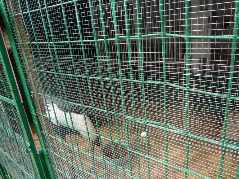 Зверинец на ВЫхино.