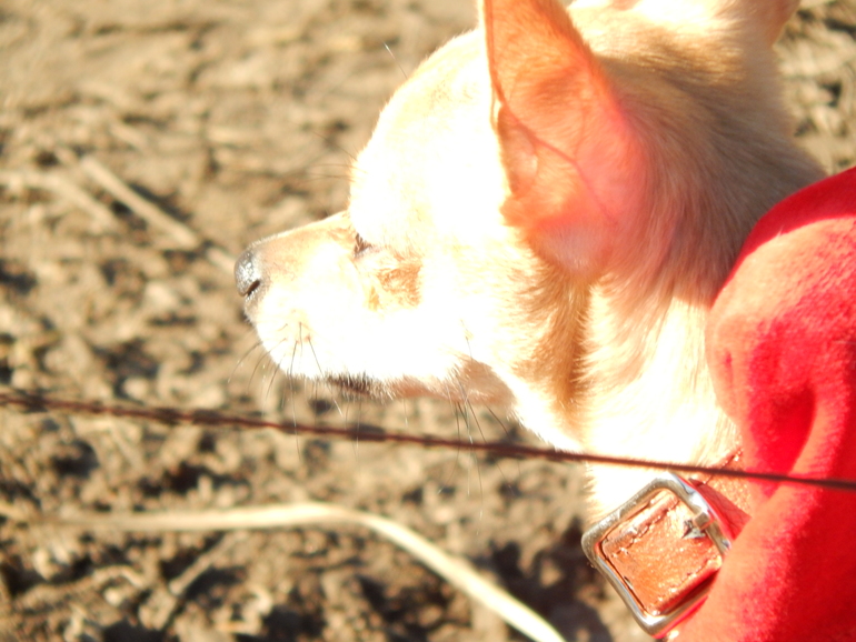 Всем привет!! Хочу показать вам нашу Боньку))