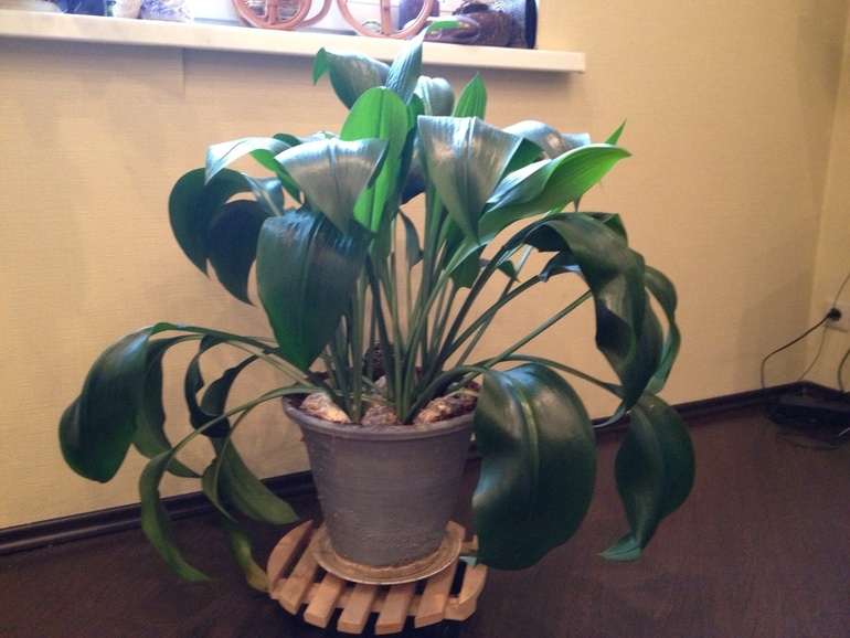 Амазонская лилия