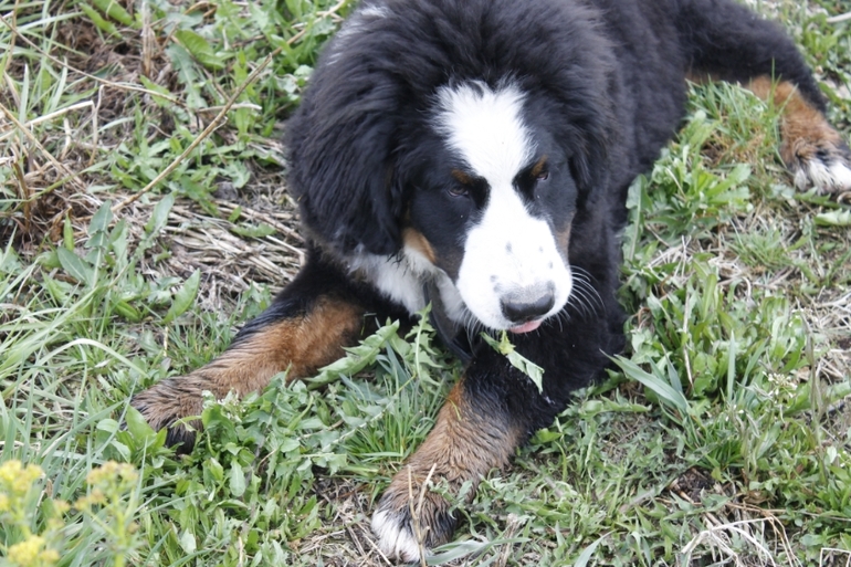 Как нас пес чуть на улице жить не оставил)))