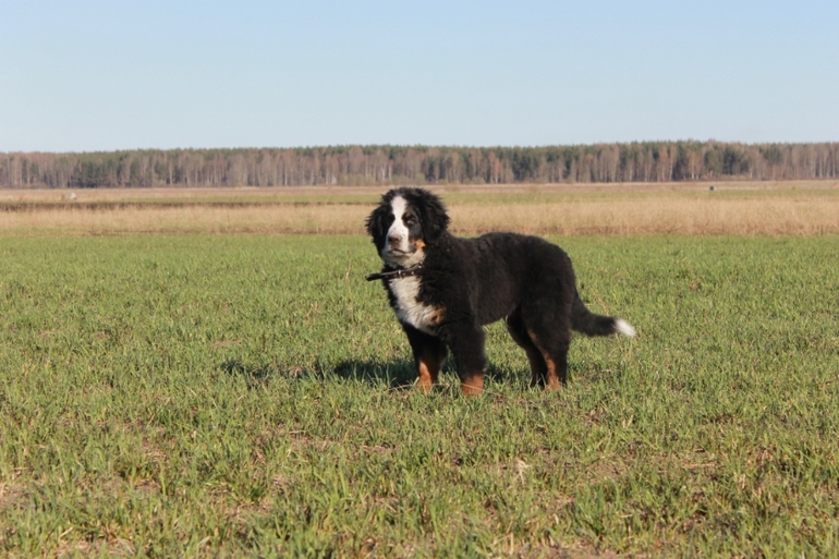 Ричард на прогулке в полях)))