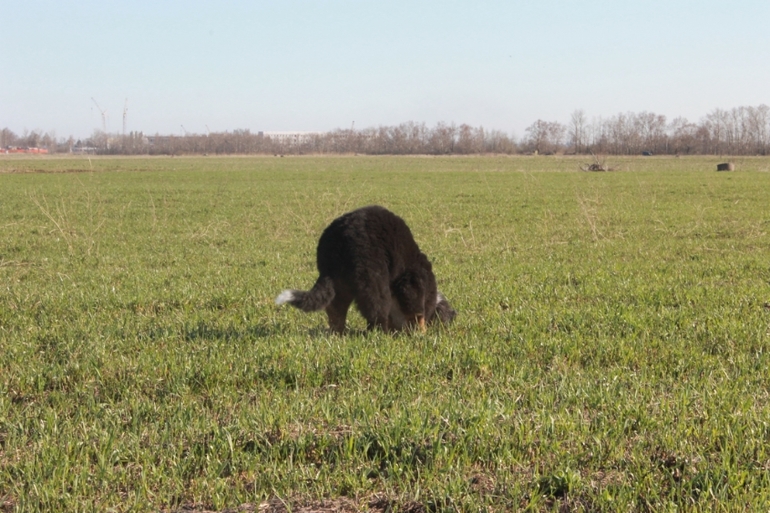 Ричард на прогулке в полях)))