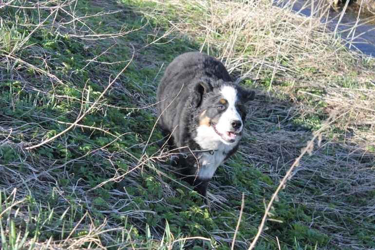 Ричард на прогулке в полях)))