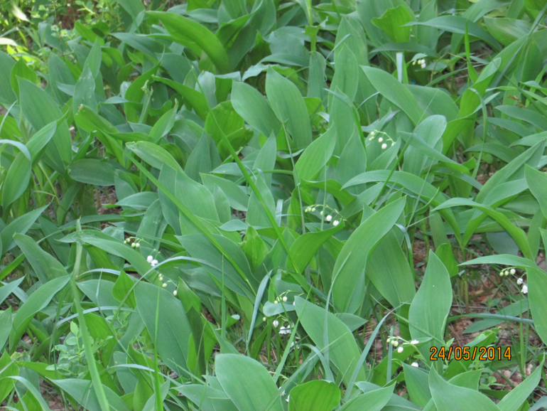 Работка и Д/Рэшки