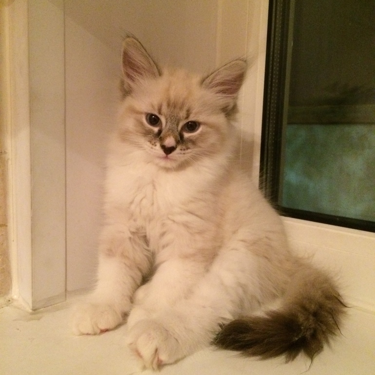 Невские маскарадные малыши