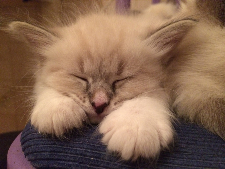 Невские маскарадные малыши