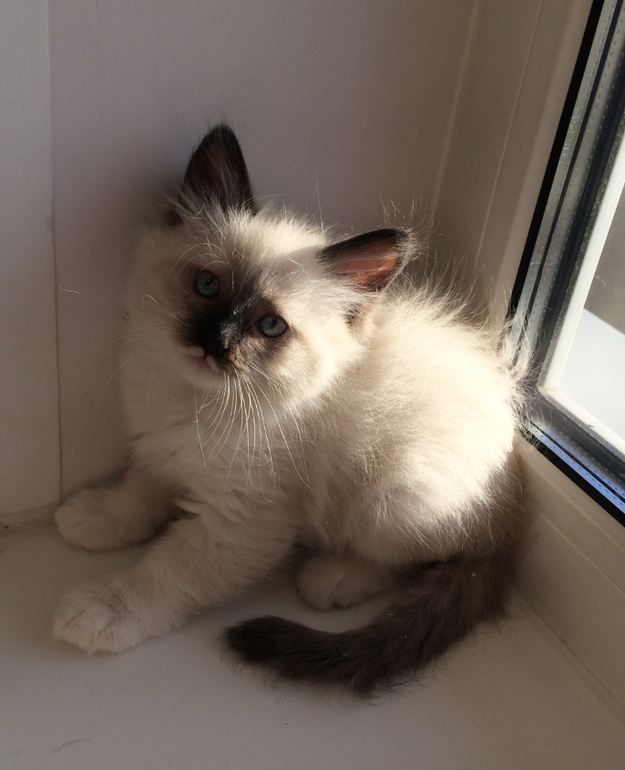 Невские маскарадные малыши