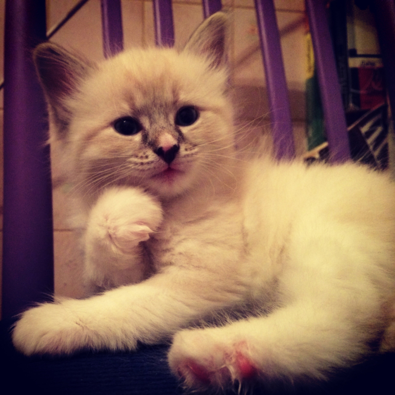 Невские маскарадные котятки