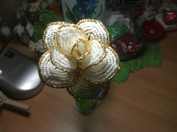 Мои розы