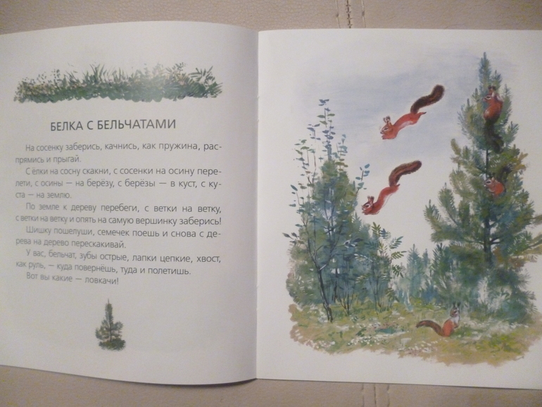 Чарушинские зверята (подробные фото и отзыв)