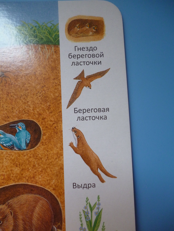 Первые книги малыша. Учим новые слова (бюджетные гляделки, много фото)