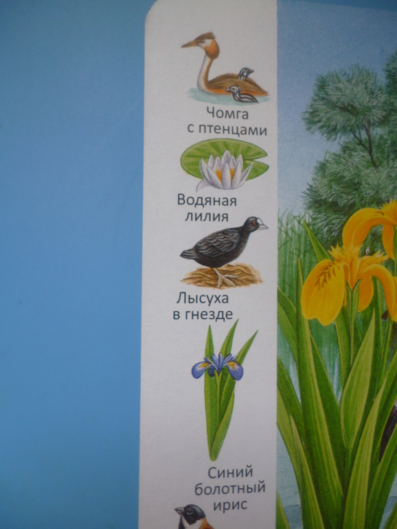 Первые книги малыша. Учим новые слова (бюджетные гляделки, много фото)