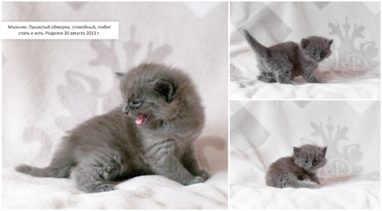 Наши котята. Предложение ограничено :)