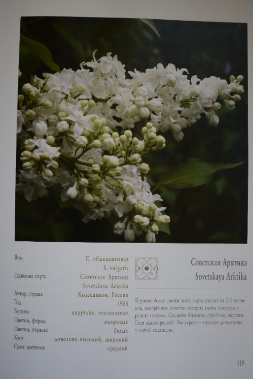Одинокая ветка сирени текст