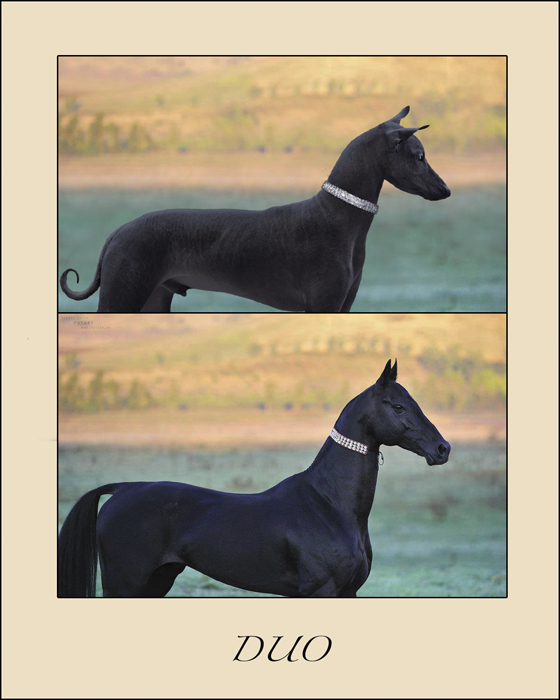 Найди 10 отличий