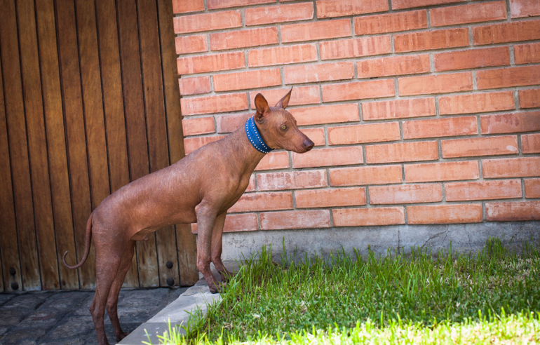 Перуанский парень