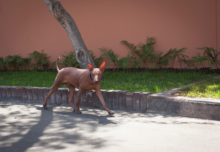 Перуанский парень