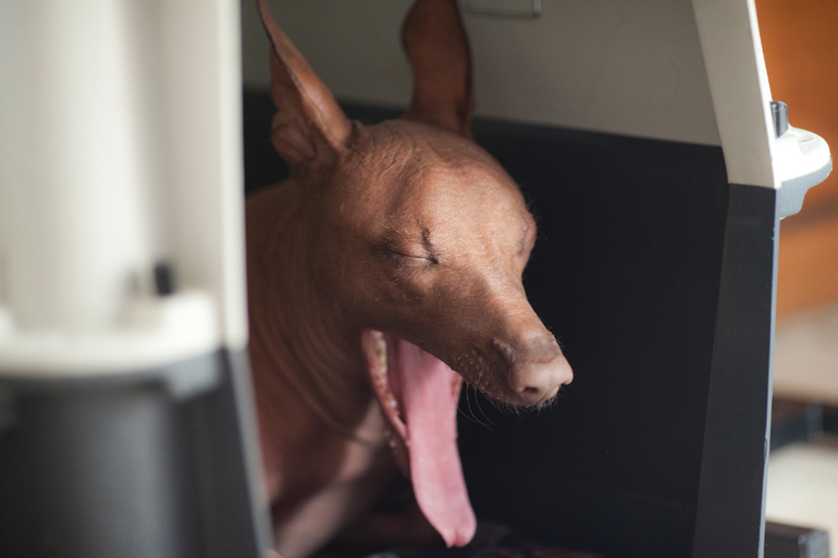 Фаррочка устала...