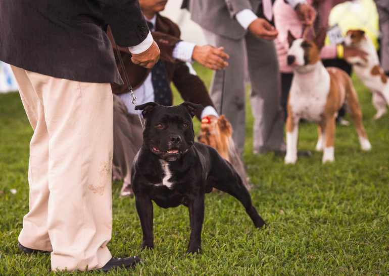 Выставки собак в Перу