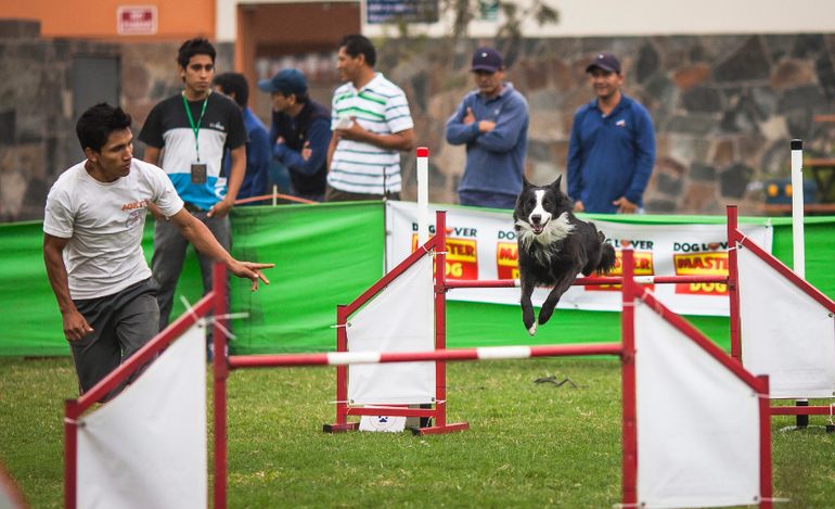 Аджилити в Перу